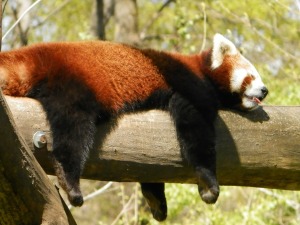 red-panda-731987_960_720