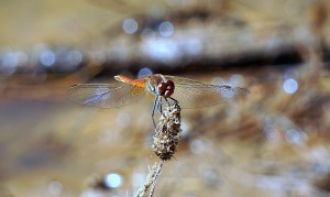 dragonfly-1562192_1280