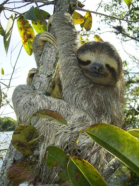 pygmy-sloth-62869_960_720